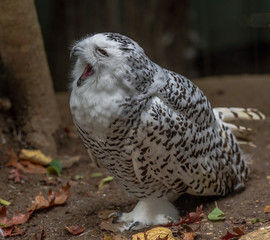 White and Black Plumage on a Female  Snowy Owl on the Ground