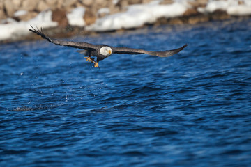 Bald eagle holding a fish just snatched from water. Mississippi River, Iowa, USA. - 234593565