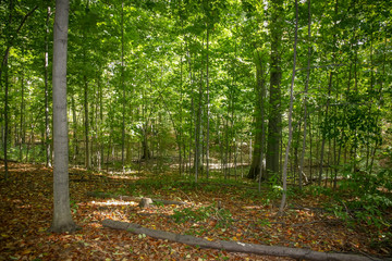 Summer in a deciduous forest