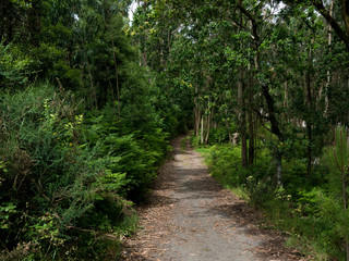 Fototapeta na wymiar Dirt path / trail through a green forest in Northern Portugal