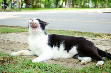 Naklejka na ściany i meble cat yawn in park