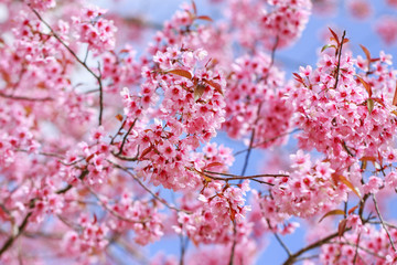 Wild Himalayan Cherry Blossoms in spring season (Prunus cerasoides), Sakura in Thailand, selective focus, Phu Lom Lo, Loei, Thailand.