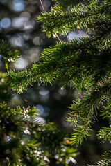 Fototapeta na wymiar Close Up of Pine Bough