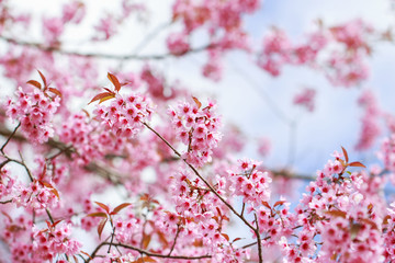 Wild Himalayan Cherry Blossoms in spring season (Prunus cerasoides), Sakura in Thailand, selective focus, Phu Lom Lo, Loei, Thailand.