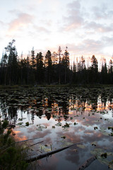 Silhouettes of pine trees with a cloudy sunrise reflected on lake with lily pads
