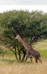 Giraffes in the prairies with acacias from Kenya on a cloudy day