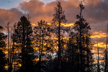 Obraz premium Silhouetted Trees Against a Beautiful Sunrise