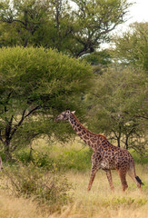 Giraffes in the prairies with acacias from Kenya on a cloudy day