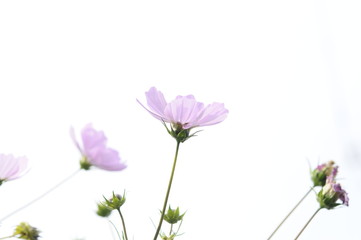 Obraz na płótnie Canvas ピンクのコスモスの花