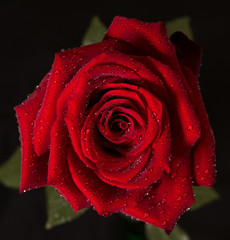 Red Rose top down close up with raindrops on petals and black background