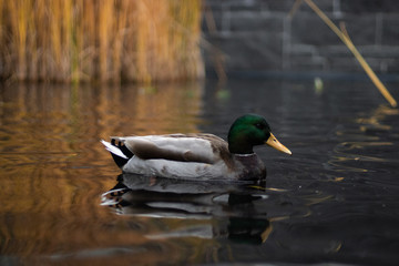 duck in the water