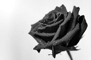 Black and white rose with water droplets close up