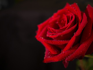Red Rose close up with raindrops on petals and black background. with space to left