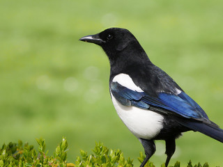 Eurasian Magpie / Pica pica portrait with smooth green bokeh background.