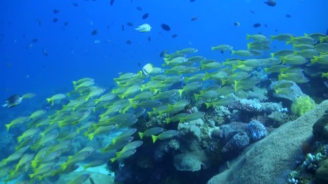  Yellowtail Snappers (Ocyurus chrysurus) Schooling over Coral Reef - Philippines