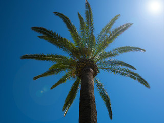 Palm tree from below with sun and blue sky background.