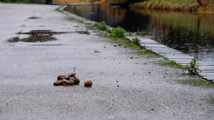 Dog poop on the sidewalk by the canal on a rainy day.