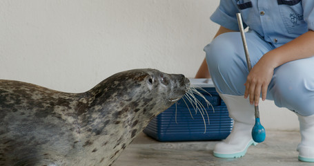 Earless seal performing a show - obrazy, fototapety, plakaty