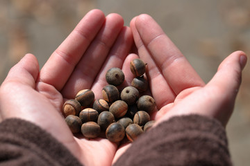 Girls hand holding acorns