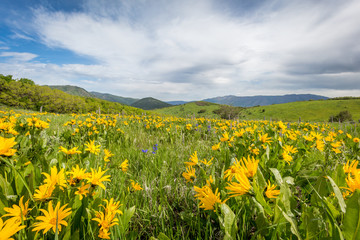 DGSP 2015_06_06 Field of Yellow Wildflowers.jpg