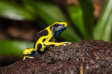 Dyeing poison dart frog on a log in the jungle