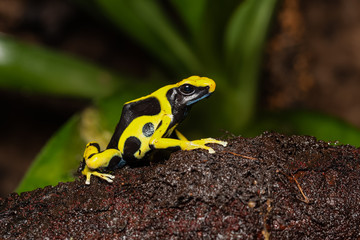 Dyeing poison dart frog on a log in the jungle