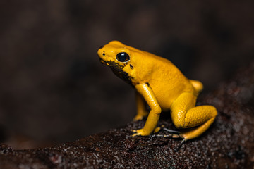 Golden poison dart frog on a fallen log in the jungle