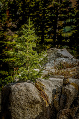 A little pine tree growing from between the cracks in a rock