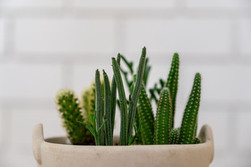 Closeup image of cactus in a pot with white background