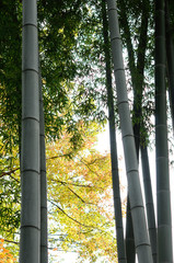 Fototapeta premium 秋の竹林
