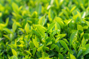 Fresh green tea leaves in tea plantation in morning