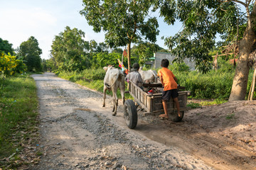 Obraz premium Country road in Chau Doc, Mekong delta, Vietnam, with ox wagon moving on the road