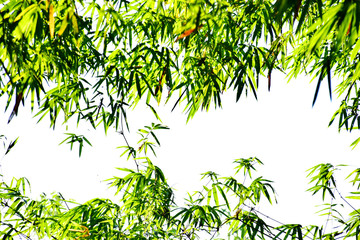 Bamboo leaves on white background