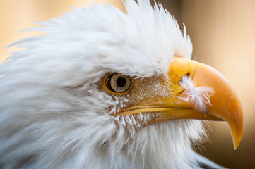 Profile of an bald eagle with injured beak