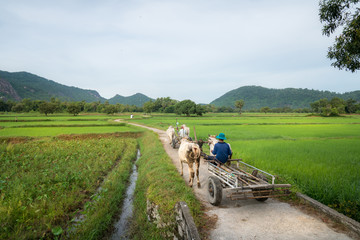 Country road in Chau Doc, Mekong delta, Vietnam, with ox wagon moving on the road
