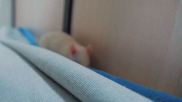 white laboratory rat background. white mouse rat running around the bed at home. rat mouse concept lifestyle indoors