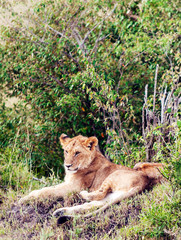 Lioness in the jungle of Kenya on a cloudy day