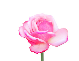 Pink rose flower with white  edge blooming isolated on white background with clipping path
