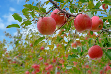 【青森りんご】津軽の真っ赤なりんごは日本一