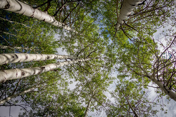 Fototapeta premium Looking up at Aspen Trees