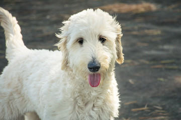 Smiling Goldendoodle