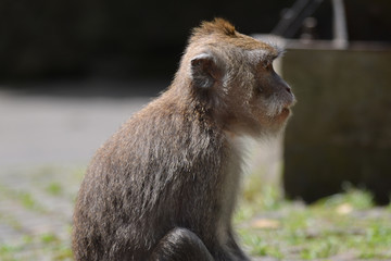 Long-tailed Macaque