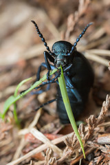 Violet oil beetle, Meloe violaceus feeding on grass, macro photo