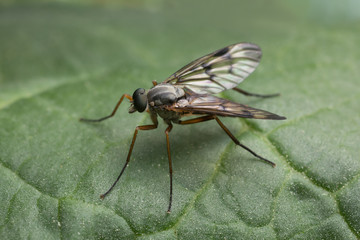 Macro photo of a downlooker snipefly, Rhagio scolopaceus resting on leaf