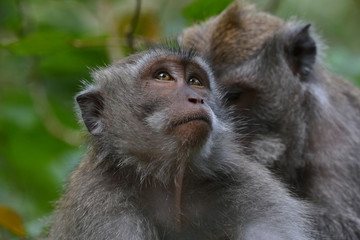 Long-tailed Macaque