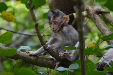 Baby Long-tailed Macaque