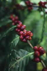 Red cherry coffee beans Arabica In nature