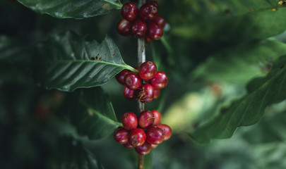Red cherry coffee beans Arabica In nature