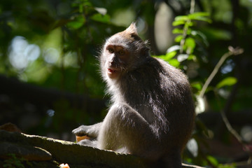 Long-tailed Macaque