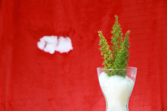 Three mini Christmas tree on the white capoc (symbol of snow) in the glass jar with red background, concept of Christmas or New Year.